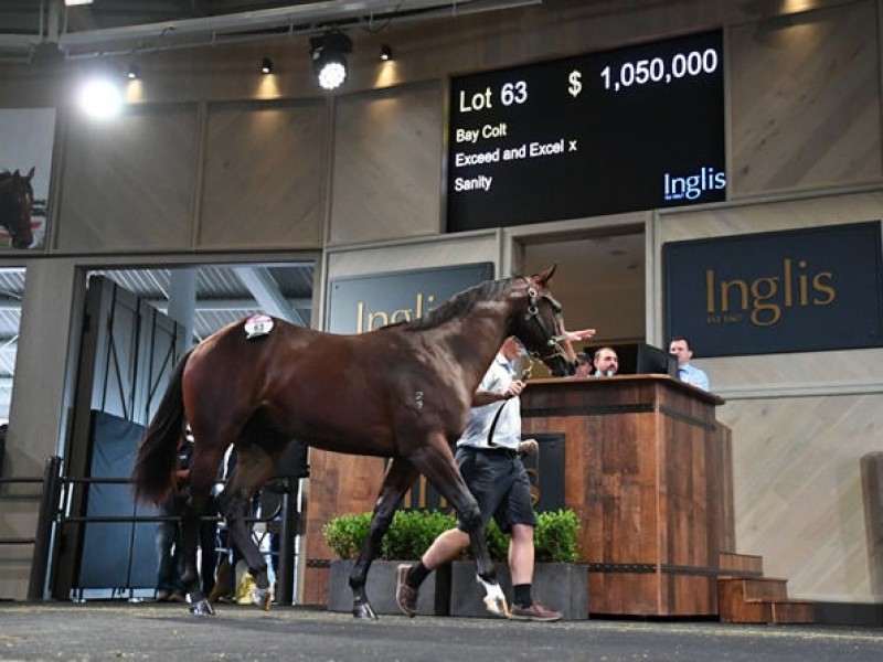 A-List Stud’s Chris Lee On Their Draft for Magic Millions’ 2 ... Image 1